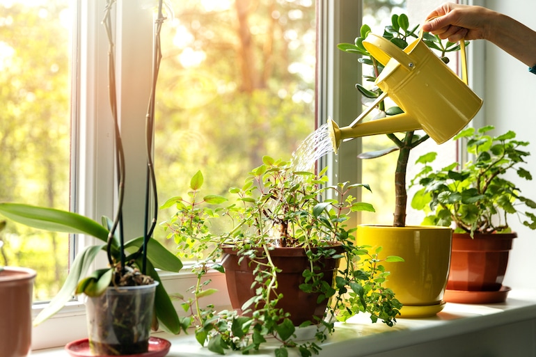 妇女在窗台上浇灌室内植物，从室内植物中获得新鲜的氧气