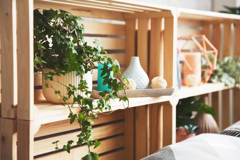 英国常春藤，对空气质量最好的室内植物之一，在一个最小的家庭装饰设置的架子上
