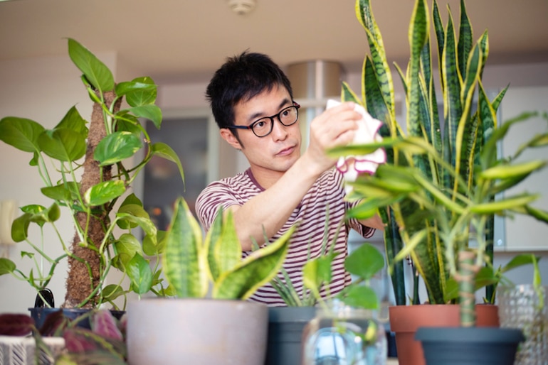 一名男子正在照料他的蛇草，蛇草是改善空气质量最好的室内植物之一