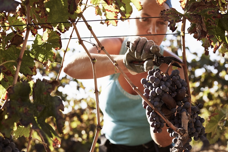 在葡萄园里割葡萄的女农民