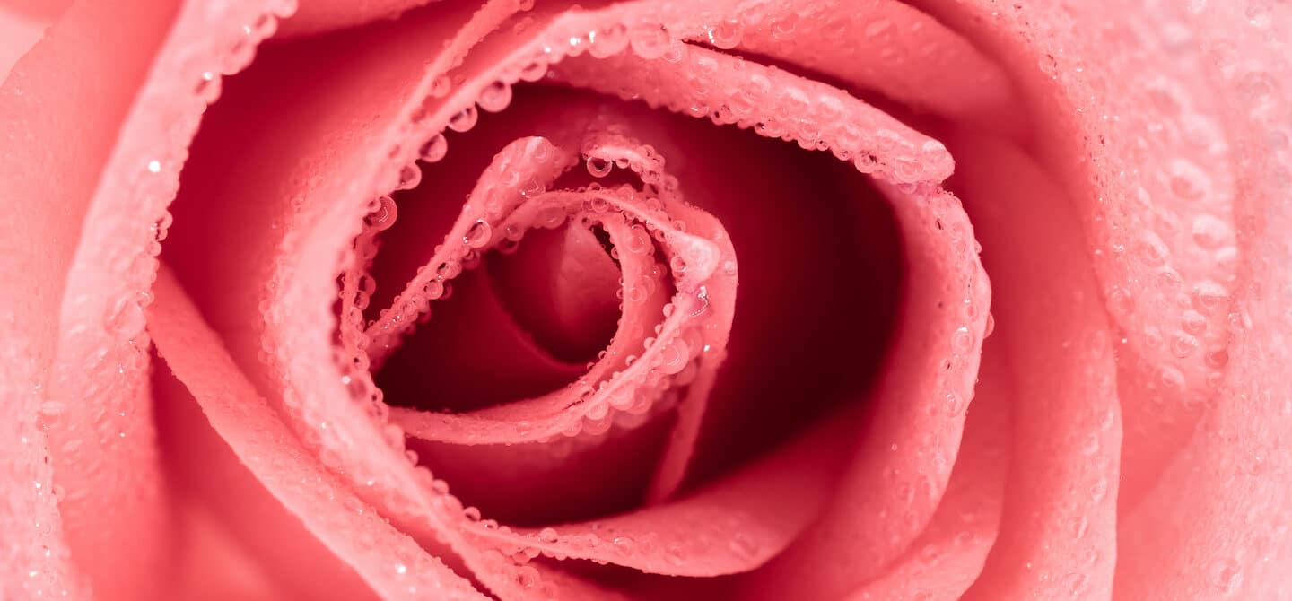 一个粉红色的花与水滴接近阴道干燥引起的概念